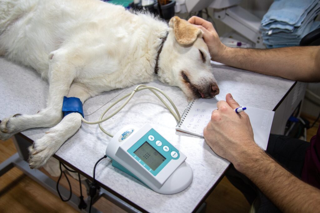 Comprendre le compte rendu vétérinaire de votre animal